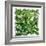 Fresh Herbs in Square-Barbara Bonisolli-Framed Photographic Print