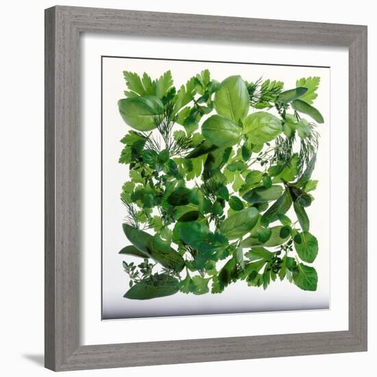 Fresh Herbs in Square-Barbara Bonisolli-Framed Photographic Print