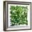 Fresh Herbs in Square-Barbara Bonisolli-Framed Photographic Print