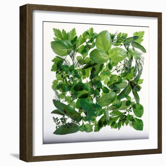 Fresh Herbs in Square-Barbara Bonisolli-Framed Photographic Print