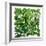 Fresh Herbs in Square-Barbara Bonisolli-Framed Photographic Print