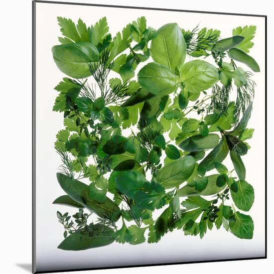 Fresh Herbs in Square-Barbara Bonisolli-Mounted Photographic Print