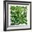 Fresh Herbs in Square-Barbara Bonisolli-Framed Photographic Print