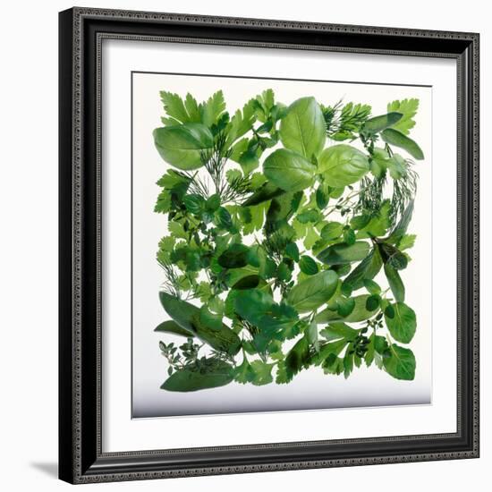 Fresh Herbs in Square-Barbara Bonisolli-Framed Photographic Print