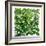 Fresh Herbs in Square-Barbara Bonisolli-Framed Photographic Print