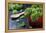 Fresh Kale in a Red Pot on a Dark Background-Jana Ihle-Framed Premier Image Canvas