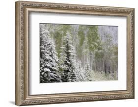 Fresh late summer snow on Evergreen trees, Banff National Park, Alberta, Canada-Sylvia Gulin-Framed Photographic Print