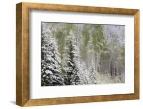 Fresh late summer snow on Evergreen trees, Banff National Park, Alberta, Canada-Sylvia Gulin-Framed Photographic Print