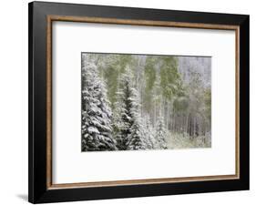 Fresh late summer snow on Evergreen trees, Banff National Park, Alberta, Canada-Sylvia Gulin-Framed Photographic Print