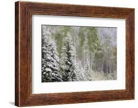 Fresh late summer snow on Evergreen trees, Banff National Park, Alberta, Canada-Sylvia Gulin-Framed Photographic Print