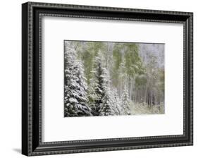 Fresh late summer snow on Evergreen trees, Banff National Park, Alberta, Canada-Sylvia Gulin-Framed Photographic Print