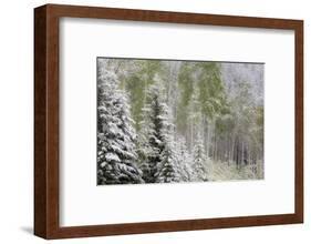 Fresh late summer snow on Evergreen trees, Banff National Park, Alberta, Canada-Sylvia Gulin-Framed Photographic Print