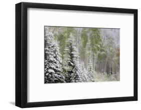 Fresh late summer snow on Evergreen trees, Banff National Park, Alberta, Canada-Sylvia Gulin-Framed Photographic Print
