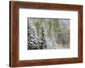 Fresh late summer snow on Evergreen trees, Banff National Park, Alberta, Canada-Sylvia Gulin-Framed Photographic Print