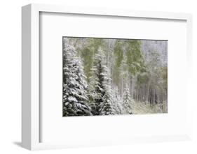 Fresh late summer snow on Evergreen trees, Banff National Park, Alberta, Canada-Sylvia Gulin-Framed Photographic Print