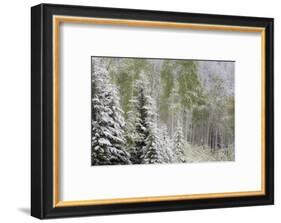 Fresh late summer snow on Evergreen trees, Banff National Park, Alberta, Canada-Sylvia Gulin-Framed Photographic Print