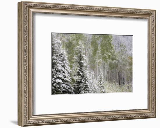 Fresh late summer snow on Evergreen trees, Banff National Park, Alberta, Canada-Sylvia Gulin-Framed Photographic Print
