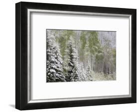 Fresh late summer snow on Evergreen trees, Banff National Park, Alberta, Canada-Sylvia Gulin-Framed Photographic Print