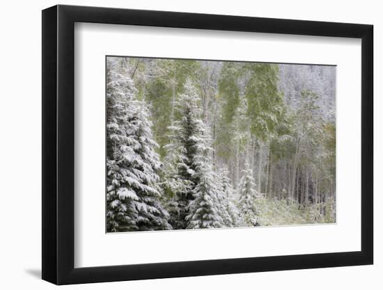 Fresh late summer snow on Evergreen trees, Banff National Park, Alberta, Canada-Sylvia Gulin-Framed Photographic Print