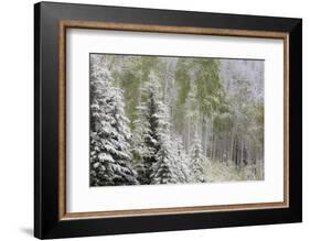 Fresh late summer snow on Evergreen trees, Banff National Park, Alberta, Canada-Sylvia Gulin-Framed Photographic Print