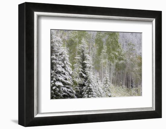 Fresh late summer snow on Evergreen trees, Banff National Park, Alberta, Canada-Sylvia Gulin-Framed Photographic Print