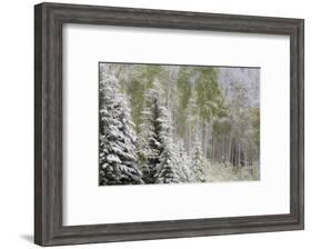 Fresh late summer snow on Evergreen trees, Banff National Park, Alberta, Canada-Sylvia Gulin-Framed Photographic Print