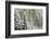 Fresh late summer snow on Evergreen trees, Banff National Park, Alberta, Canada-Sylvia Gulin-Framed Photographic Print