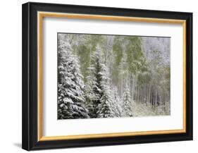 Fresh late summer snow on Evergreen trees, Banff National Park, Alberta, Canada-Sylvia Gulin-Framed Photographic Print