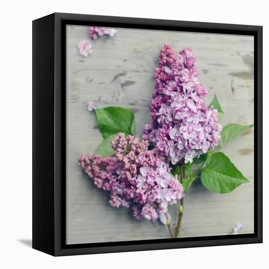 Fresh Lavender Blooms-Sarah Gardner-Framed Stretched Canvas