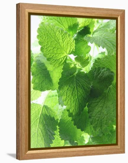 Fresh Lemon Balm-Axel Weiss-Framed Premier Image Canvas