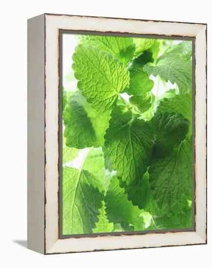 Fresh Lemon Balm-Axel Weiss-Framed Premier Image Canvas