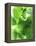 Fresh Lemon Balm-Axel Weiss-Framed Premier Image Canvas