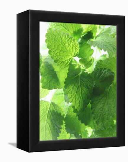 Fresh Lemon Balm-Axel Weiss-Framed Premier Image Canvas