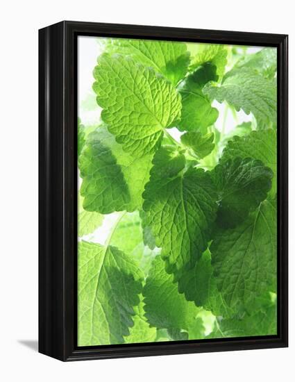 Fresh Lemon Balm-Axel Weiss-Framed Premier Image Canvas