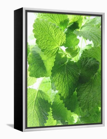 Fresh Lemon Balm-Axel Weiss-Framed Premier Image Canvas