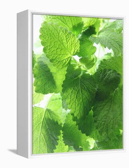 Fresh Lemon Balm-Axel Weiss-Framed Premier Image Canvas