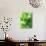 Fresh Lemon Balm-Axel Weiss-Mounted Photographic Print displayed on a wall