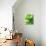 Fresh Lemon Balm-Axel Weiss-Photographic Print displayed on a wall