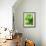 Fresh Lemon Balm-Axel Weiss-Framed Photographic Print displayed on a wall