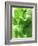 Fresh Lemon Balm-Axel Weiss-Framed Photographic Print