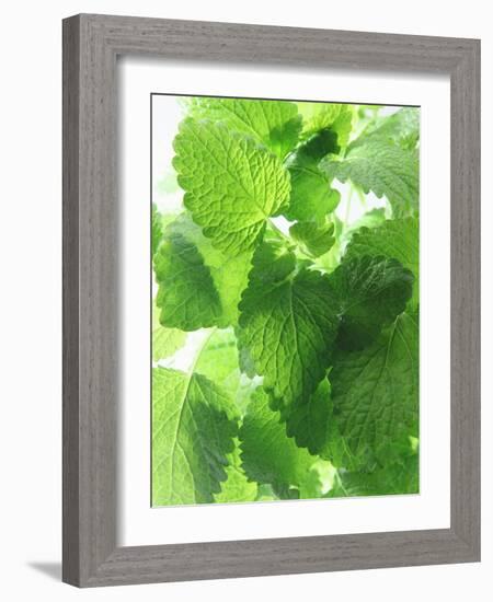 Fresh Lemon Balm-Axel Weiss-Framed Photographic Print