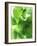 Fresh Lemon Balm-Axel Weiss-Framed Photographic Print