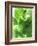 Fresh Lemon Balm-Axel Weiss-Framed Photographic Print