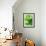 Fresh Lemon Balm-Axel Weiss-Framed Photographic Print displayed on a wall