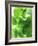 Fresh Lemon Balm-Axel Weiss-Framed Photographic Print