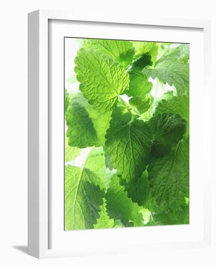 Fresh Lemon Balm-Axel Weiss-Framed Photographic Print