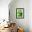 Fresh Lemon Balm-Axel Weiss-Framed Photographic Print displayed on a wall