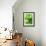 Fresh Lemon Balm-Axel Weiss-Framed Photographic Print displayed on a wall