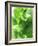 Fresh Lemon Balm-Axel Weiss-Framed Photographic Print