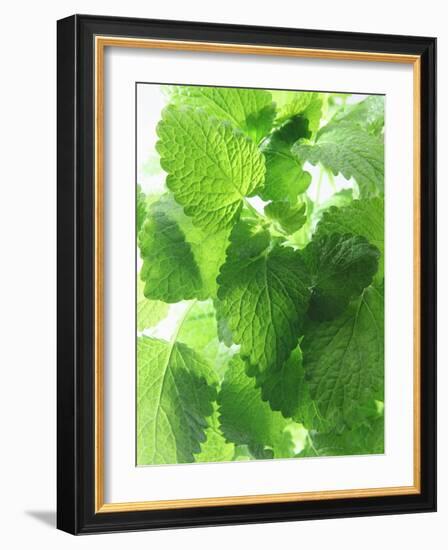 Fresh Lemon Balm-Axel Weiss-Framed Photographic Print